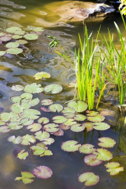 Nilüferler gölette