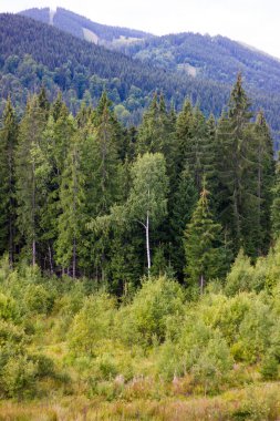 Yazın karpatya çam ormanı
