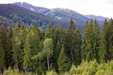Yazın karpatya çam ormanı