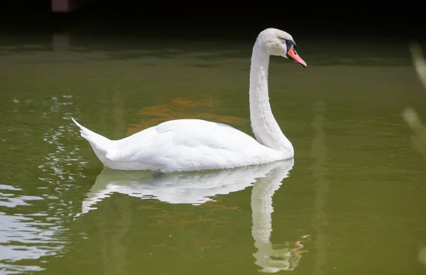 Cisne Blanco Nadando Lago —  Fotos de Stock