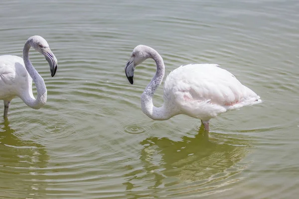 Gölde beyaz flamingo