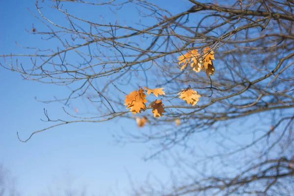 Gelbe Blätter Baum — Stockfoto