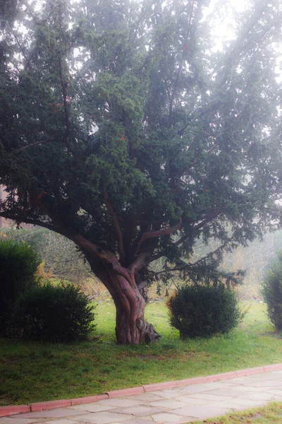 Старое Большое Дерево Саду — стоковое фото