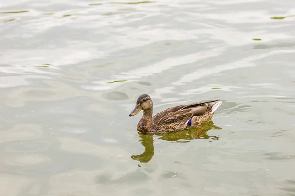 Brown Duck Lake — Stock Photo, Image