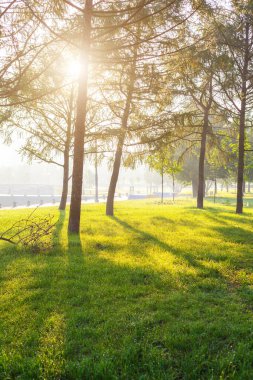 Yeşil bir yaz parkında sabah güneşi.