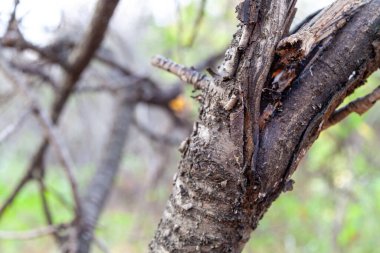 Ağacın dalı kırık ve hasta..