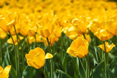 Parkta sarı laleler var..