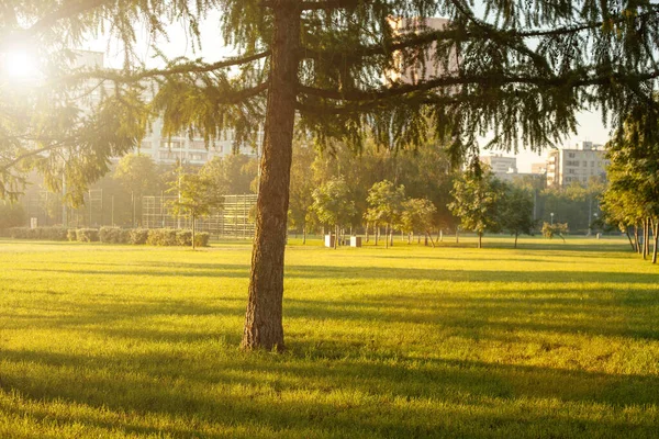 Yeşil bir yaz parkında sabah güneşi.