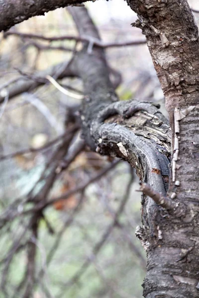 Ramo Dell Albero Rotto Malato — Foto Stock