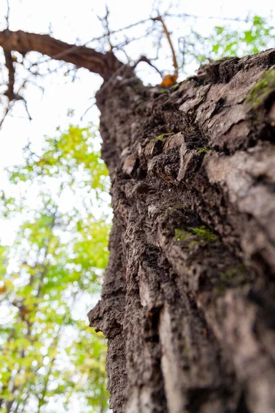 Corteccia Strutturata Tronco Albero Primo Piano — Foto Stock