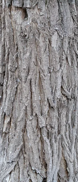 Texture Volumetrica Della Corteccia Tronco Albero Sfondo Progettazione — Foto Stock