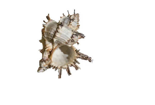Muschel Auf Weißem Hintergrund Isolieren — Stockfoto