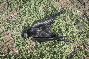 Yeryüzünde ölü bir kuş. Kötü ekoloji.