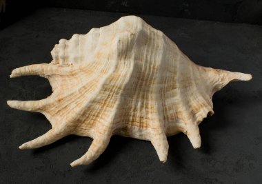 Siyah arka planda deniz kabuğu