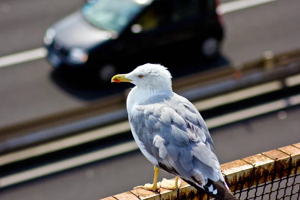 Resting Seagull Watching Cars — Stock Photo, Image
