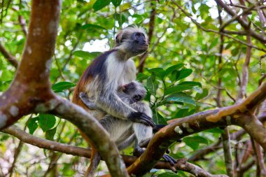 red monkey in zanzibar