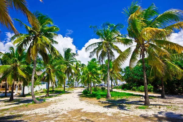 Playa Paradisíaca Zanzíbar — Foto de Stock
