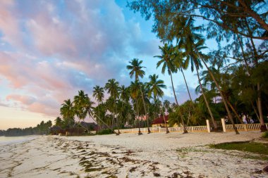 Sahilde palmiye ağaçları