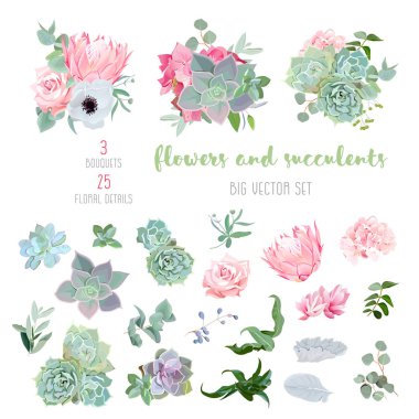 Succulents, protea, rose, anemon çiçeği, echeveria, ortanca, dekoratif bitkiler büyük vektör toplama