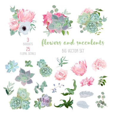 Succulents, protea, rose, anemone, echeveria, hydrangea, decorative plants big vector collection clipart