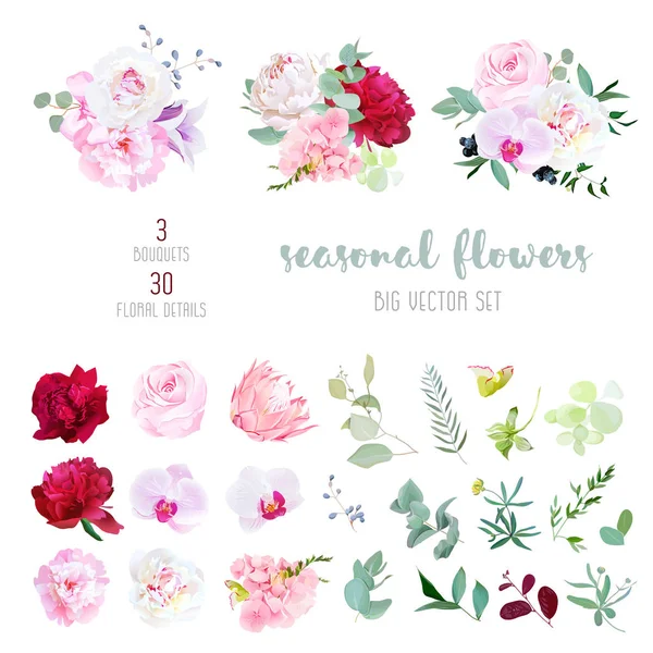 Rosa Rose, weiße und bordeauxrote Pfingstrose, Protea, violette Orchidee, — Stockvektor