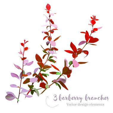 Burgundy red barberry branches vector collection clipart
