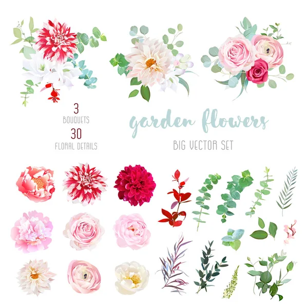 Striped, creamy and burgundy red dahlia, pink ranunculus, rose, — Stock Vector