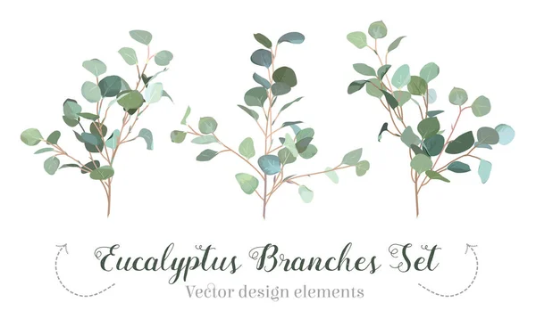 Silber-Dollar Eukalyptus-Auswahl Niederlassungen Vektor-Design-Set. — Stockvektor