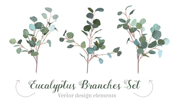 Silber-Dollar Eukalyptus-Auswahl Niederlassungen Vektor-Design-Set. — Stockvektor