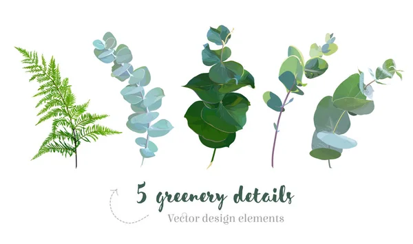 True blue eucalyptus, forest fern, foliage, leaves and stems. — Stock Vector