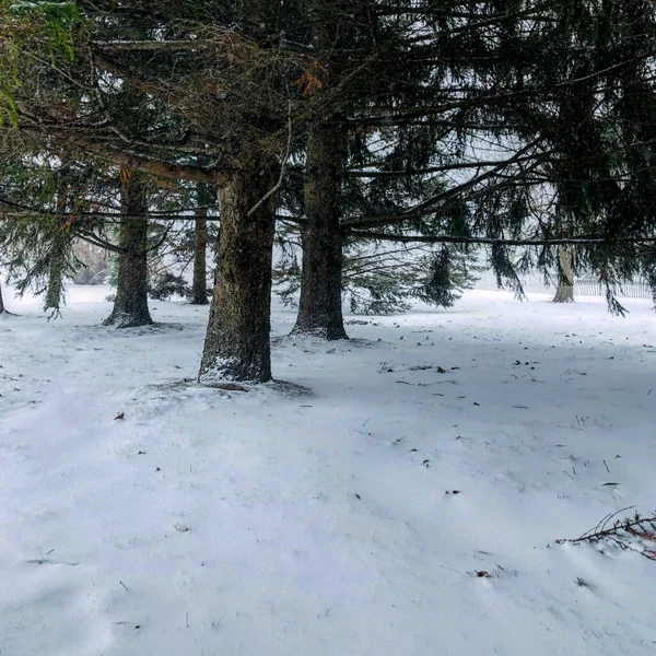 Bosque Nevado Invierno — Foto de Stock