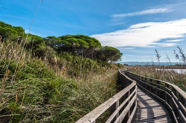 Wooden bridge in the middle of nature — Stock Photo, Image