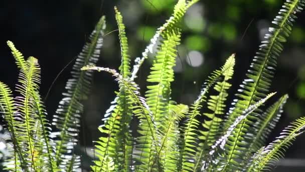 El helecho sale en el día soleado de la primavera — Vídeos de Stock