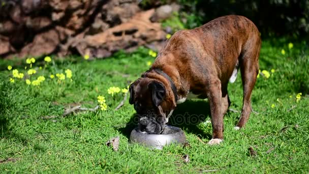 Duits bokser hond eten in de tuin — Stockvideo
