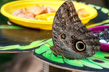 Tropikal Kelebek Bahçe