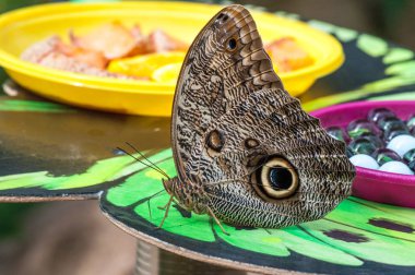 Tropikal Kelebek Bahçe