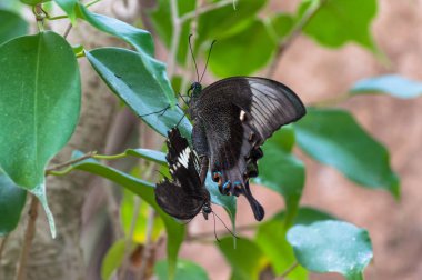 Tropikal Kelebek Bahçe