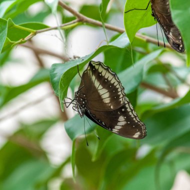 Tropikal Kelebek Bahçe