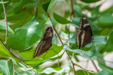Tropikal Kelebek Bahçe