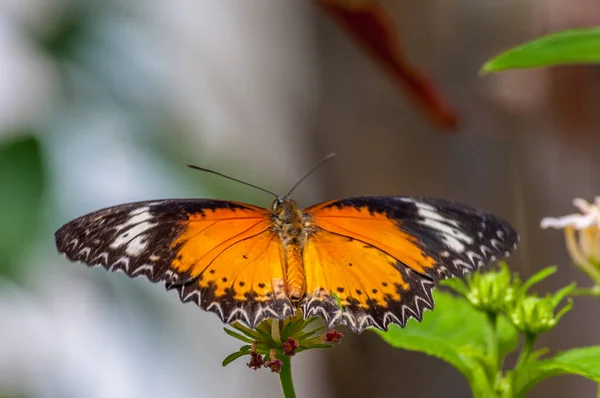 Borboleta tropical em um jardim — Fotografia de Stock