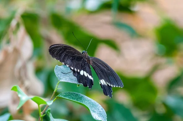 Borboleta tropical em um jardim — Fotografia de Stock