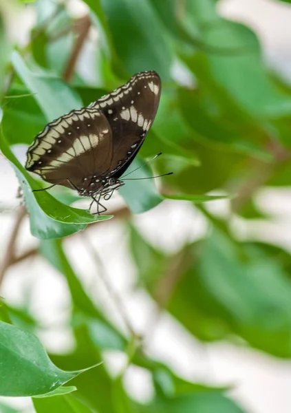 Borboleta tropical em um jardim — Fotografia de Stock