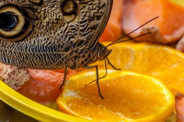 Tropikal Kelebek Bahçe