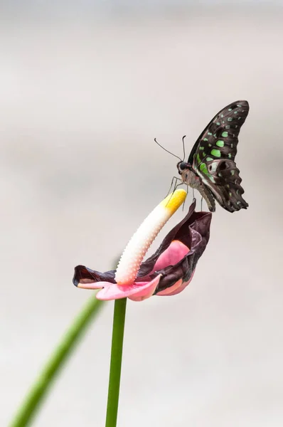 Tropischer Schmetterling in einem Garten — Stockfoto