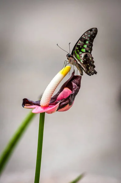 Tropical butterfly in a garden — Stock Photo, Image