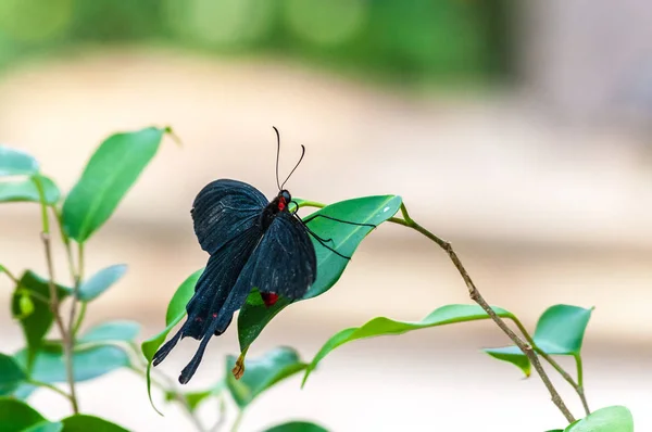 Borboleta tropical em um jardim — Fotografia de Stock