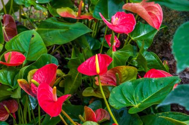 Tropikal Kelebek Bahçe
