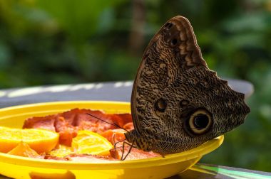 Tropikal Kelebek Bahçe