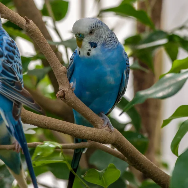 Kleiner Papagei im Garten — Stockfoto