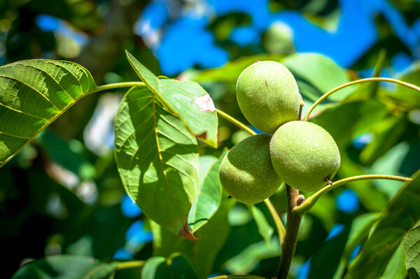 Fresh walnuts on the tree
